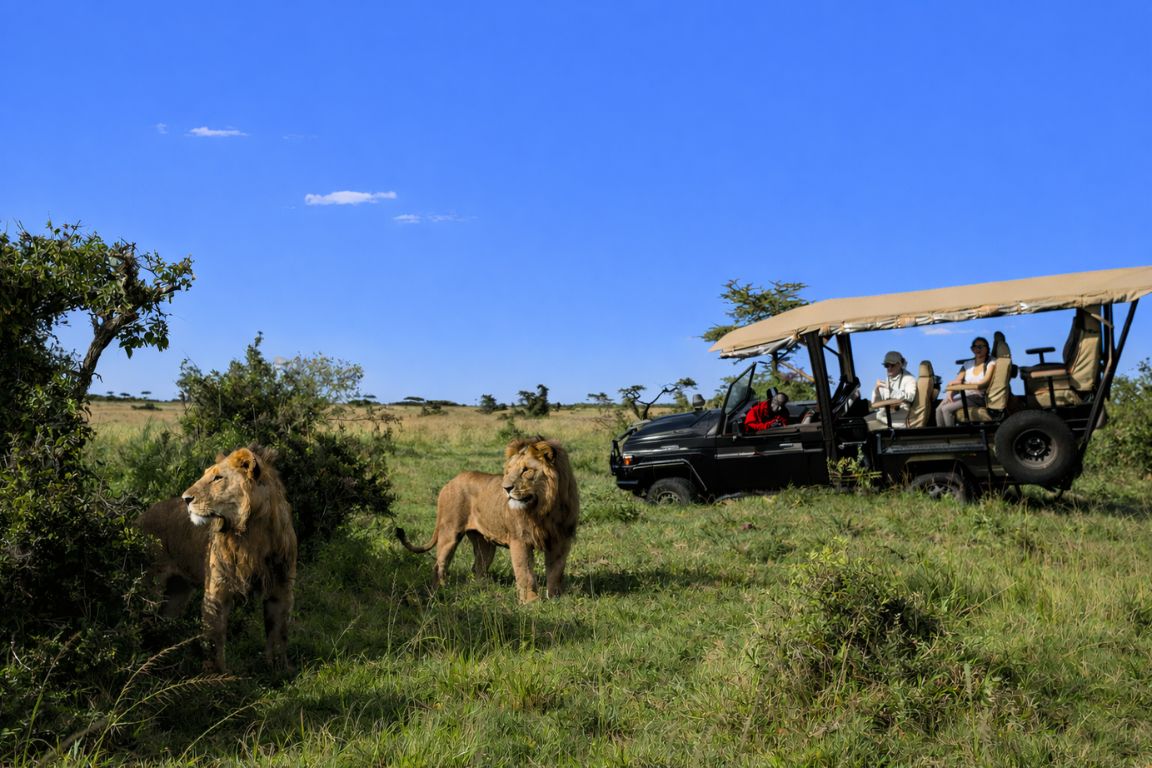 Two young male lions walking through green bush beside a safari vehicle in the Maasai Mara