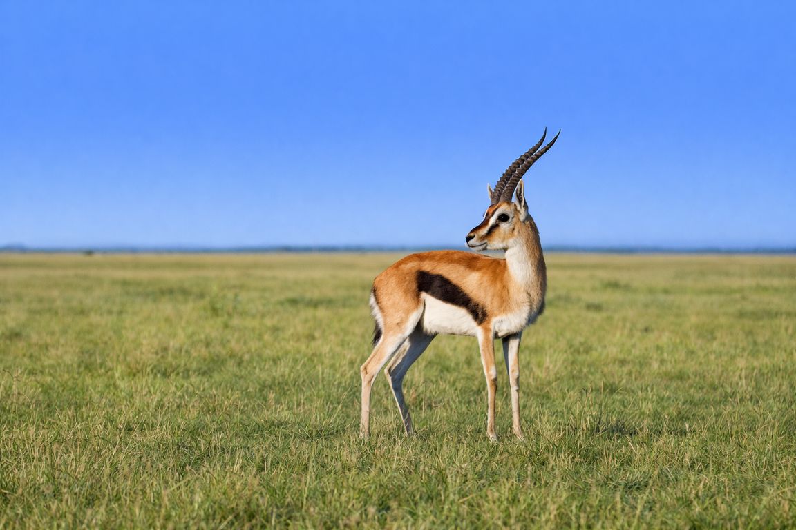 A single Thomson's gazelle standing on short green grass on the open Mara plains