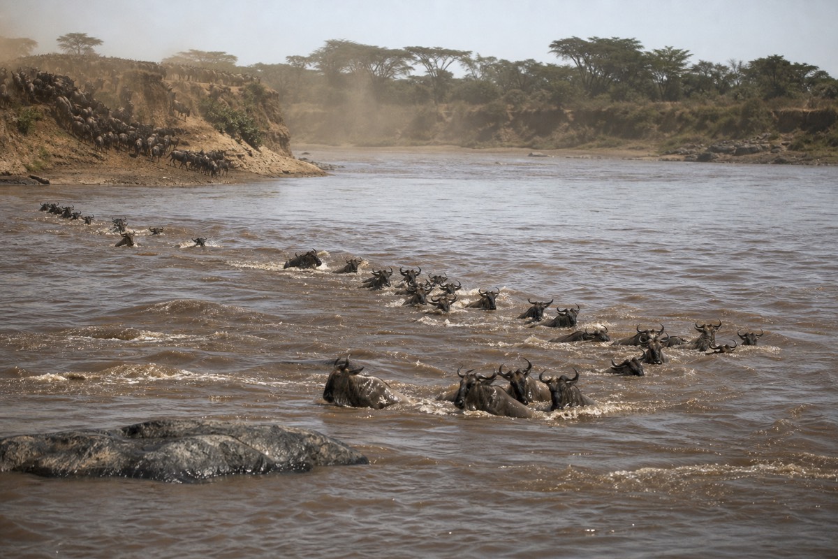 Wildebeest crossing the Mara River