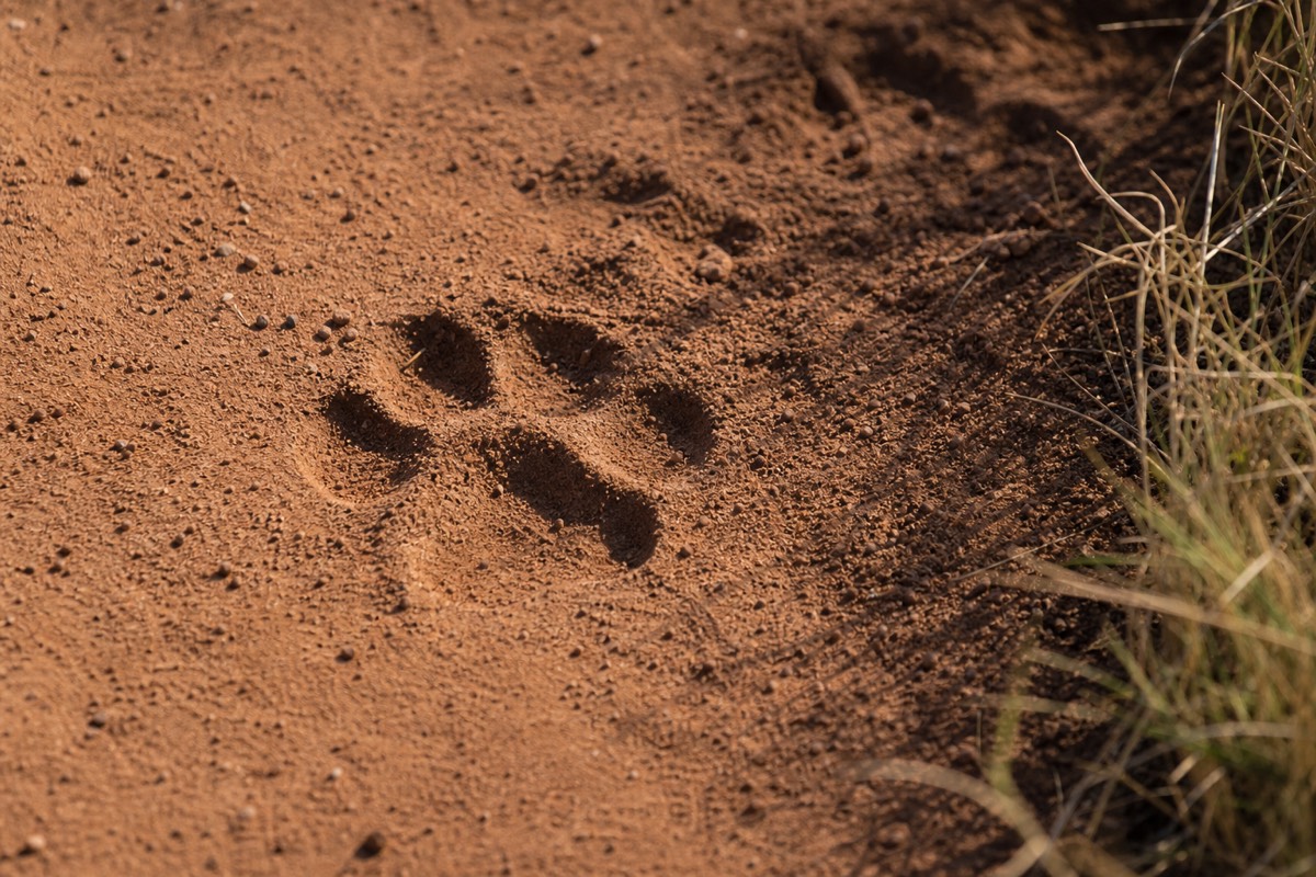 Fresh lion tracks on a Mara game-drive track