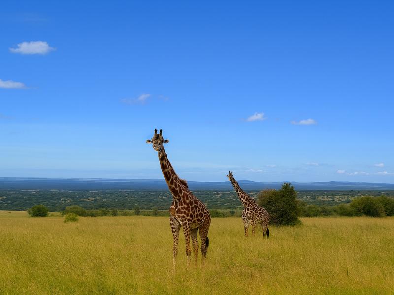 photo from tour 2-Day/1-Night Private Maasai Mara from Nairobi in 4WD