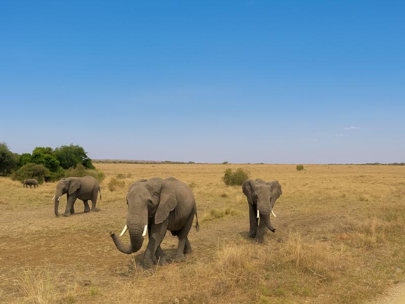 3-Day Masai Mara Luxury Safari