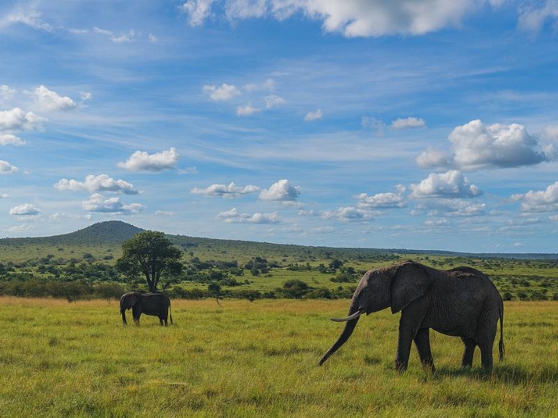 Maasai Mara Safari Tours: 3-Day Group Adventure by Land Cruiser