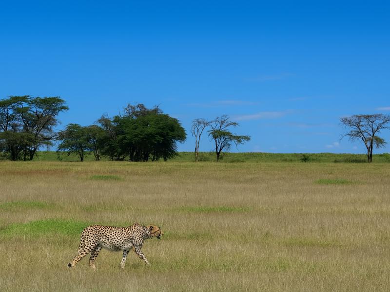 Maasai Mara & Lake Nakuru Safari: 4-Day Mid-Luxury Experience