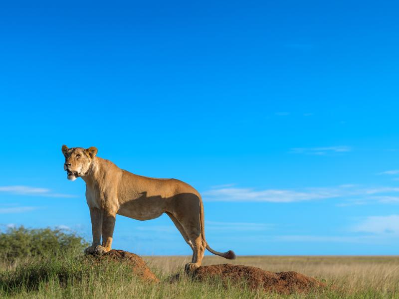 9-Day Safari & Beach Holiday from Nairobi (Accommodation Included)