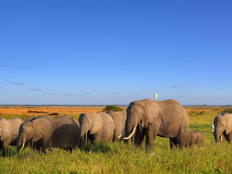 Maasai Mara: 10-Day Photographer Safari