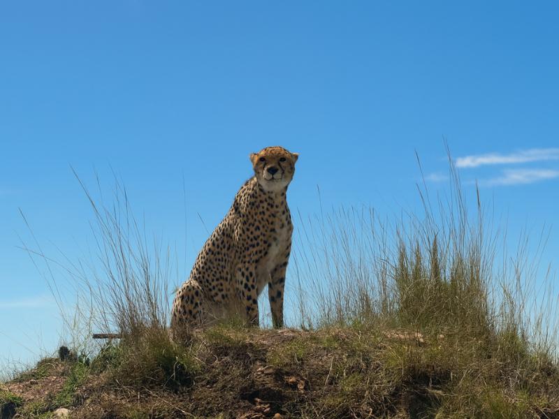 Maasai Mara Group Safari from Nairobi: 3 Days/2 Nights