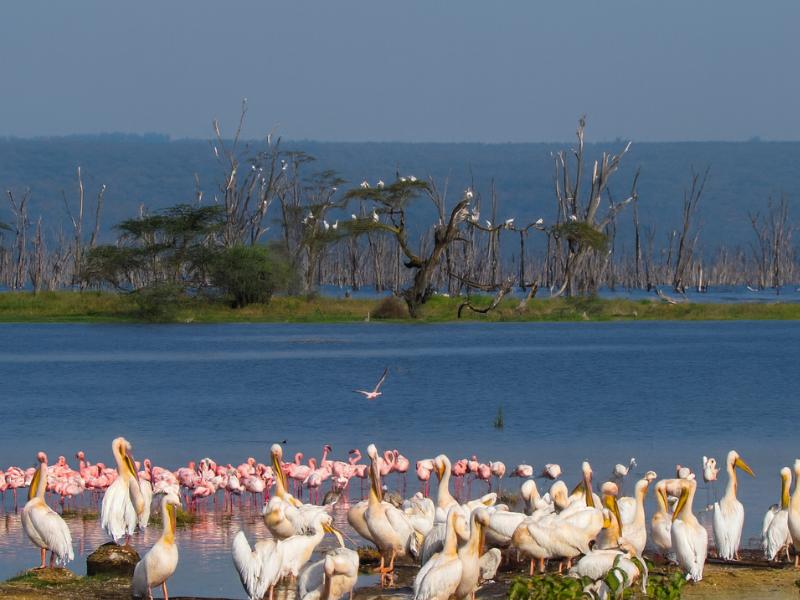 Maasai Mara & Nakuru: 4-Day Group Safari Adventure