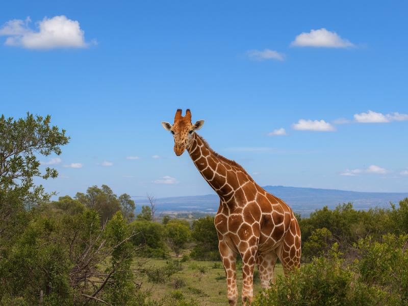 Ol Pejeta Conservancy Safari from Nairobi: Full-Day Tour