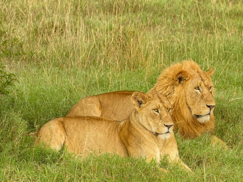 Ultimate Kenyan Safari: 6 Days in Maasai Mara, Nakuru & Amboseli