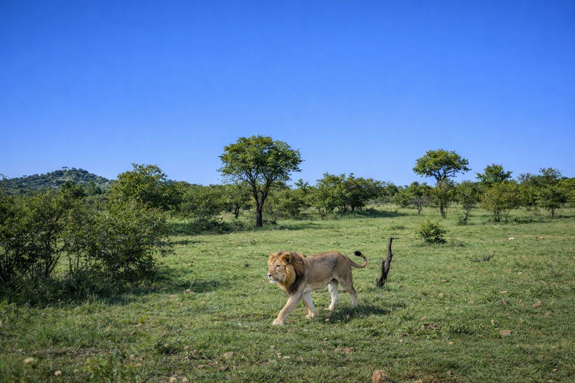 Lion crossing green savanna in Ol Kinyei Conservancy seen during Maasai Mara Safari Tours game drive