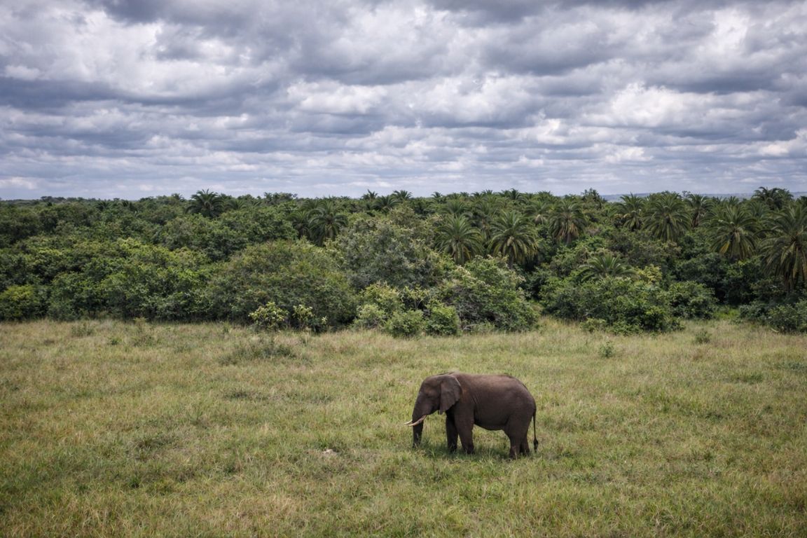 Elephant in open grassland of Olare Motorogi Conservancy in Kenya during Maasai Mara Safari Tours